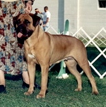 Royal Lady Margo of Knatchbull | Bullmastiff 