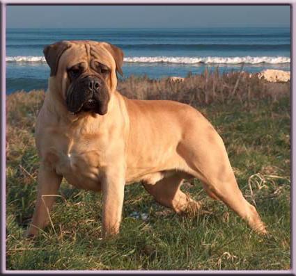 stone head des jardins d'atlantis | Bullmastiff 