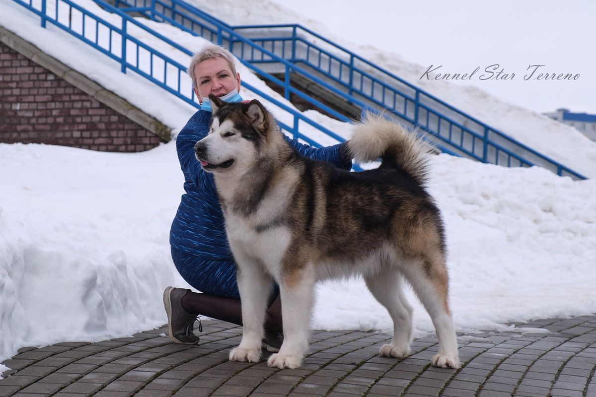 TASTE OF VICTORY SHAYN STAR TERRENO | Alaskan Malamute 