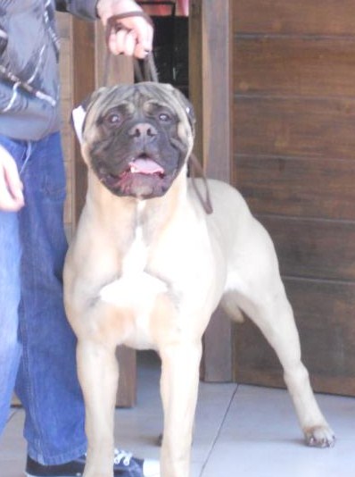 Lafalla`s Abayuba | Bullmastiff 