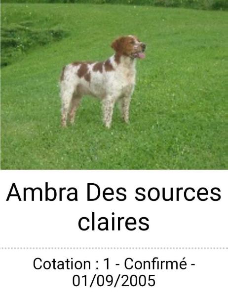 AMBRA des Sources Claires | Brittany 