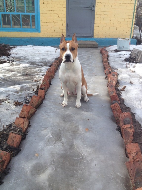 Enzheda`s Pride ?meliya Great Style | American Staffordshire Terrier 