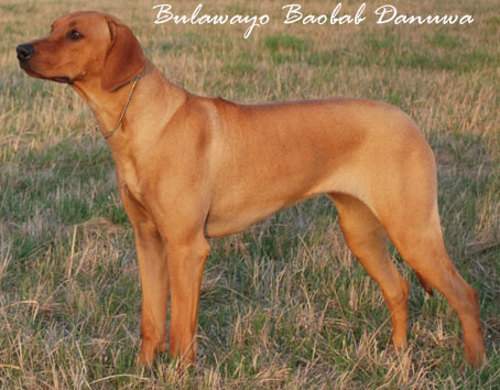 Bulawayo Baobab Danuwa | Rhodesian Ridgeback 