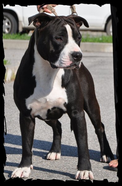 Vulcain's Canaille Chou à la Crème Long Step | American Staffordshire Terrier 