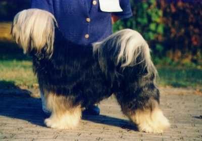 SKI-LA-KYI SAMDRU | Tibetan Terrier 