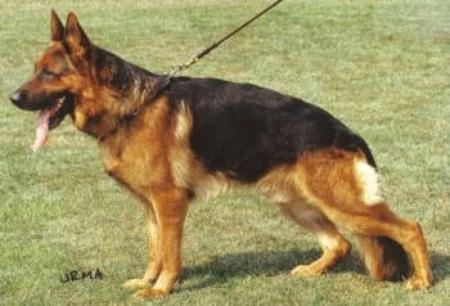 Glosemosen's Hoss | German Shepherd Dog 