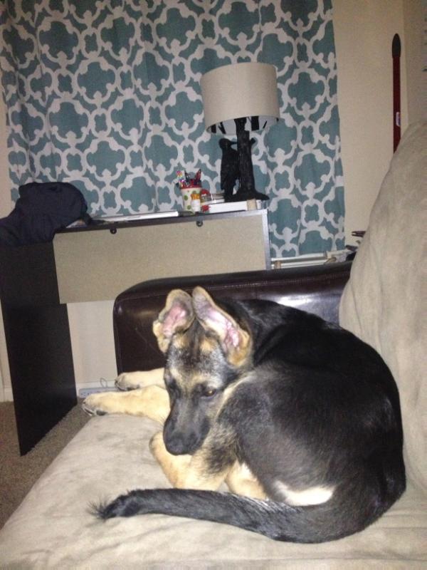 Baron von Kleiner Feuerball | German Shepherd Dog 