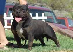 WCG ACE-LINE'S GORILLA BLACK DNA-VIP | American Pit Bull Terrier 