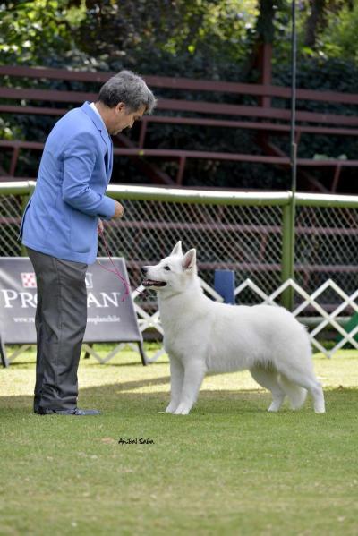 Eloise De La Condesa del Alba | White Swiss Shepherd Dog 