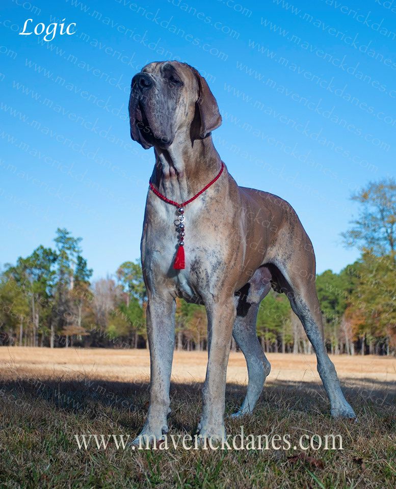 Carino Ciriaco Fortefortissimo | Great Dane 