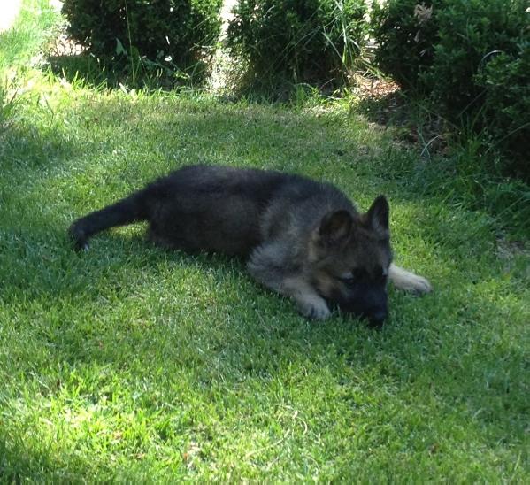 BIRKE DE LA LUNA DEL LOBO | German Shepherd Dog 
