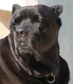 TDELAH (NHSB BYL.G-0-2275301) | Cane Corso 