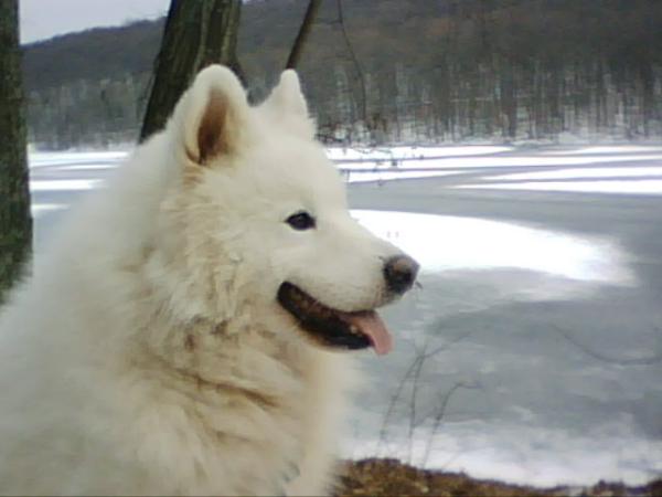 Bayou's Sharp Dressed Man | Samoyed 