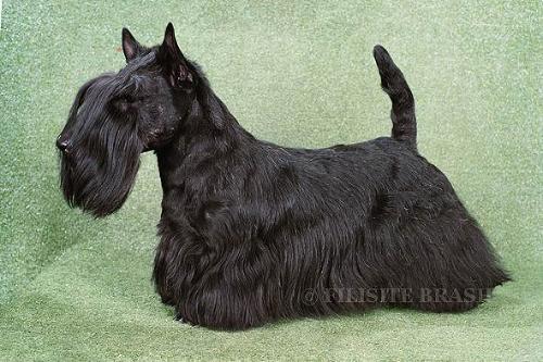 Perhaps Sex And The City | Scottish Terrier 