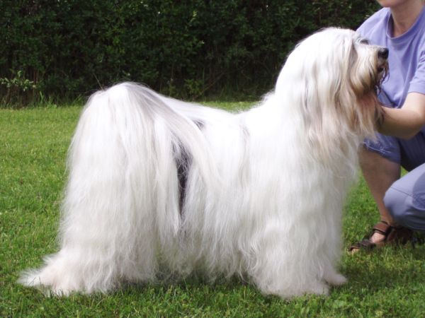 HIMAL SENGE TASHI BODJUL | Tibetan Terrier 