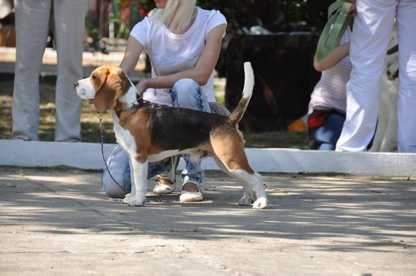 Bergamo La Casa Demiani | Beagle 