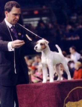 Fox Valley Romeo | Jack Russell Terrier 