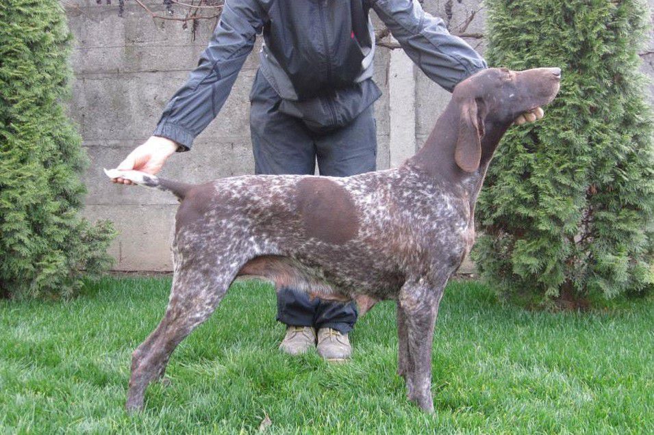 Fenja Von Neuarenberg | German Shorthaired Pointer 