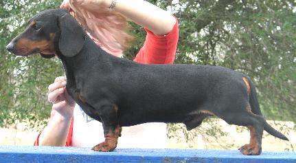 Duchwood Halls Creek Doxology | Dachshund 