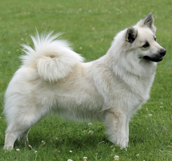 Surtsey's E-Eydis | Icelandic Sheepdog 