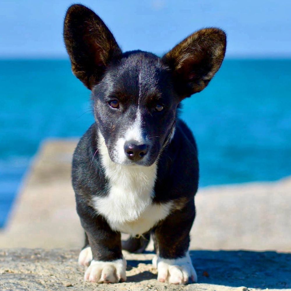 Zhofrey of Melenhouse | Cardigan Welsh Corgi 