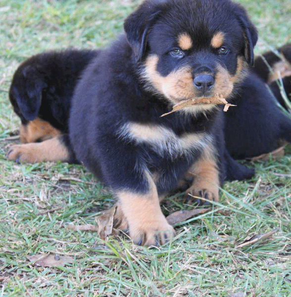 Icehaven Mustang Dragon | Rottweiler 