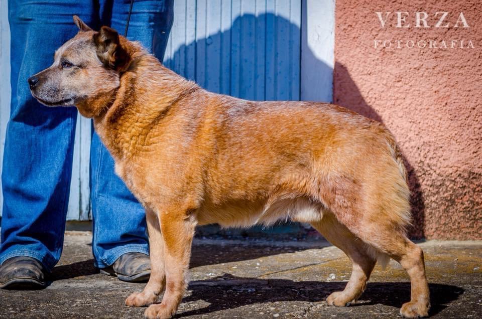 AUSTRALIAN OUTBACK EURO | Australian Cattle Dog 