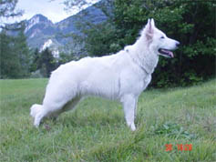 Bonny Two von der Hohensyburg | White Swiss Shepherd Dog 