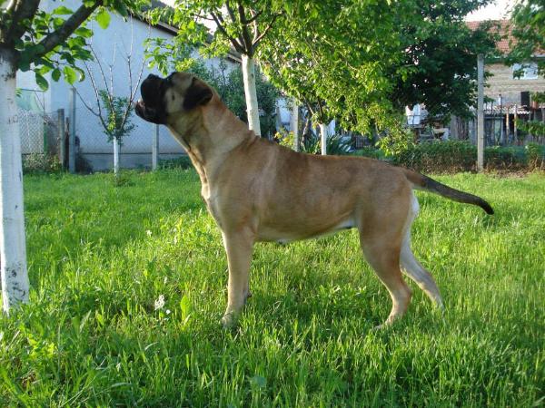 Beata Gamekeepers of Wuthering Hights | Bullmastiff 