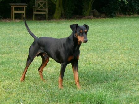 SITT von Bansow | German Pinscher 