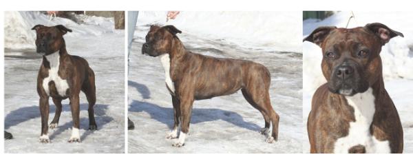 Toir Prestizh Ulyana | American Staffordshire Terrier 