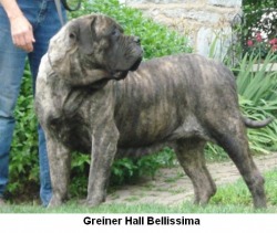 Greiner hall bellissma | Mastiff 