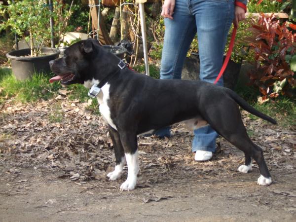 Eddy tacoma De la missaudière | American Staffordshire Terrier 