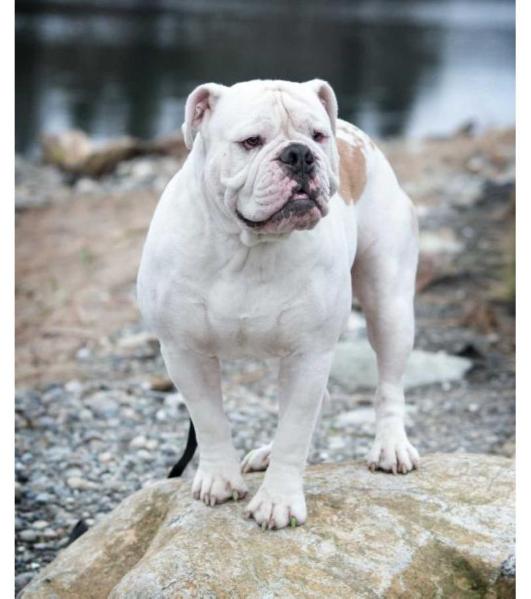 Stidham's Bosco | Olde English Bulldogge 