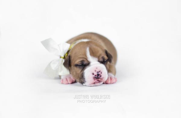 Flying Dutchman | American Staffordshire Terrier 