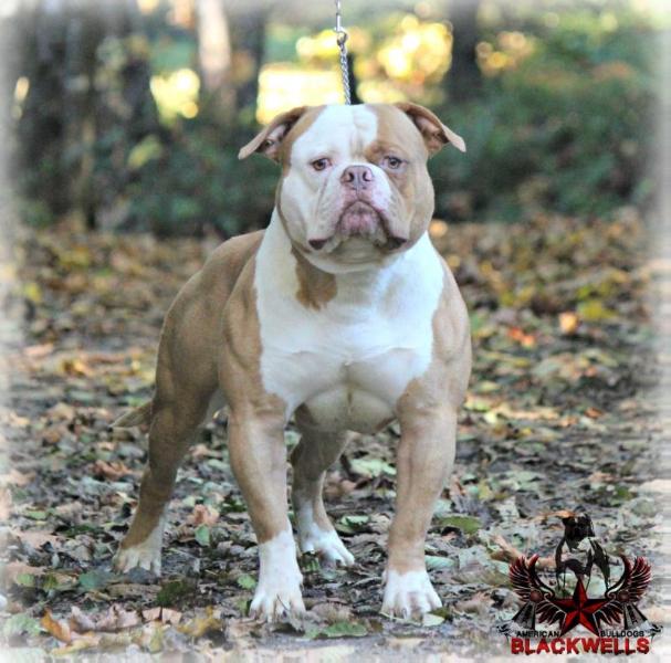 Blackwell's Rebel without a cause of Simply Incred-a-bull | American Bulldog 