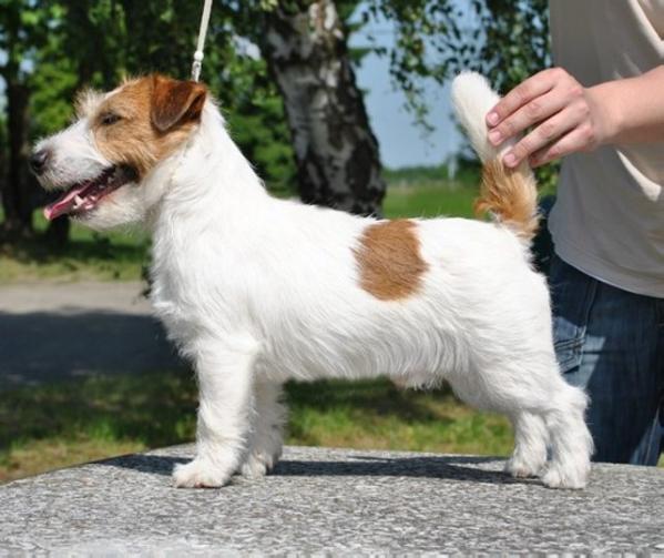 Foxscott Makingmymark | Jack Russell Terrier 