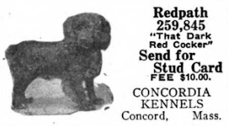 RedPath (259845) | American Cocker Spaniel 