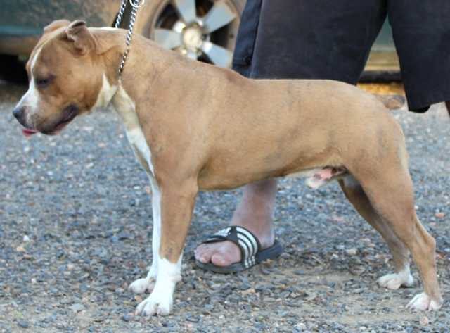 DDDawgs Krueger | American Staffordshire Terrier 