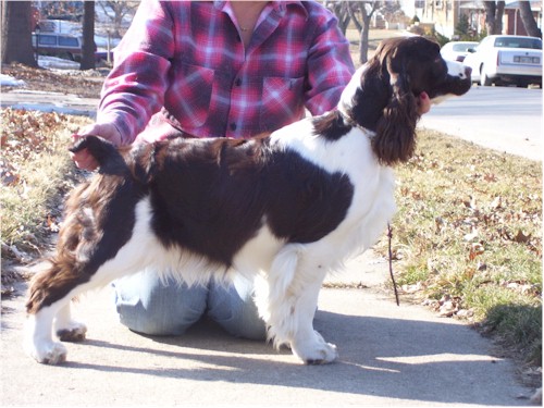 Ocoee Topfire Got Choclat Milk | English Springer Spaniel 