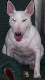 Daisy da Larga Vista | Bull Terrier 