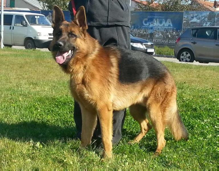 PAX VOM HAUS DUDU | German Shepherd Dog 