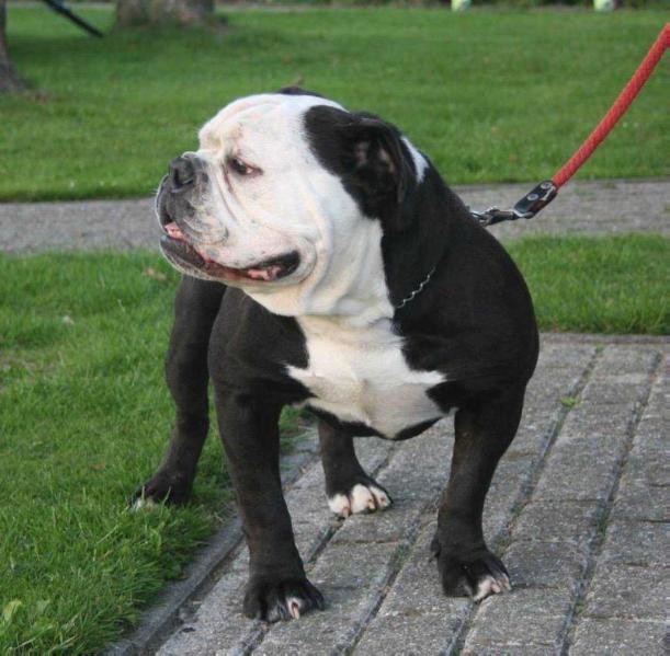 RainbowBulls Loebas | Olde English Bulldogge 