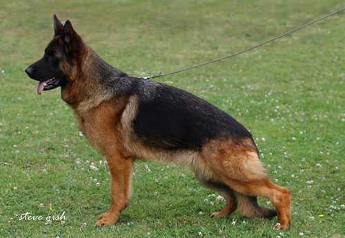 Lea vom Hägerbrunnen | German Shepherd Dog 
