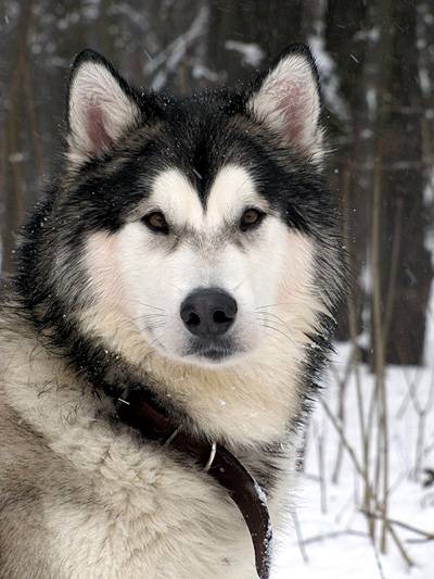 Simon | Alaskan Malamute 