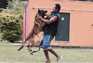 Kadeke of Joli Troucheaus | Belgian Malinois 