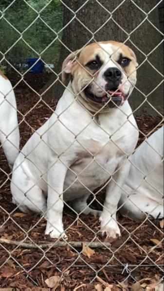 Happy Go Lucky | American Bulldog 