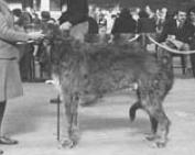 Vervain of Rotherwood | Scottish Deerhound 