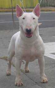 BULL THE FARRAH | Bull Terrier 