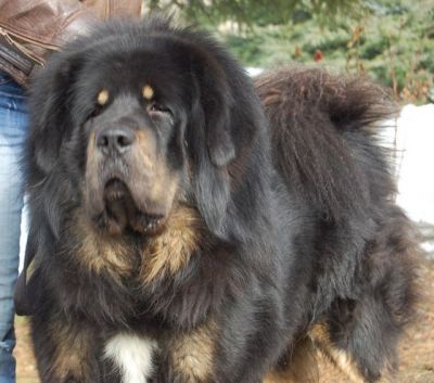 Bill-Board Z Kaskay - | Tibetan Mastiff 